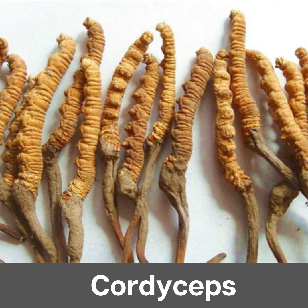 cordyceps